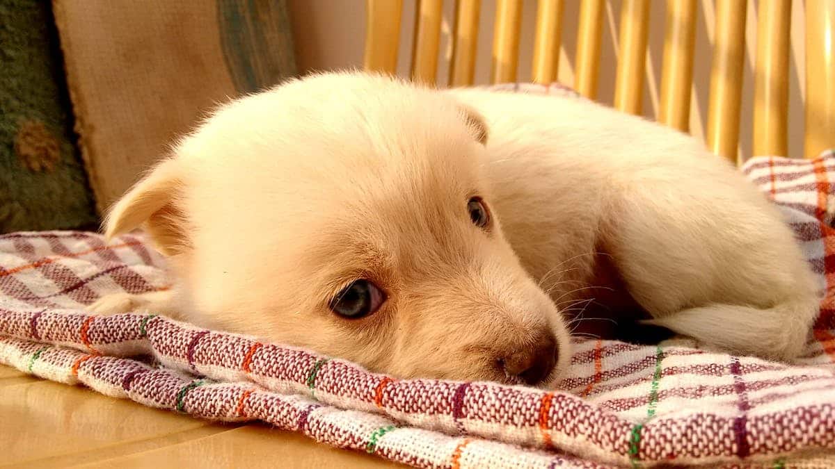 enfant animal