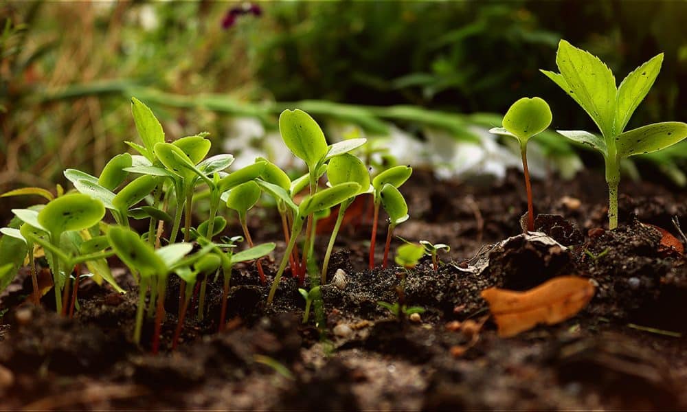 La permaculture : une manière de cultiver son jardin