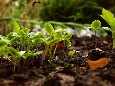 La permaculture : une manière de cultiver son jardin