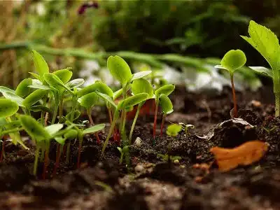 La permaculture : une manière de cultiver son jardin