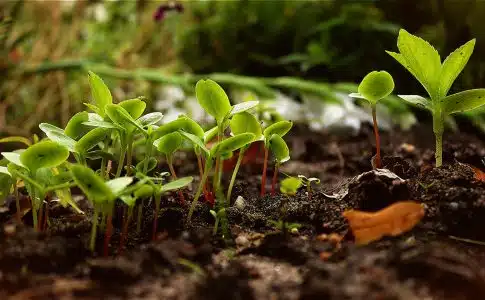 La permaculture : une manière de cultiver son jardin