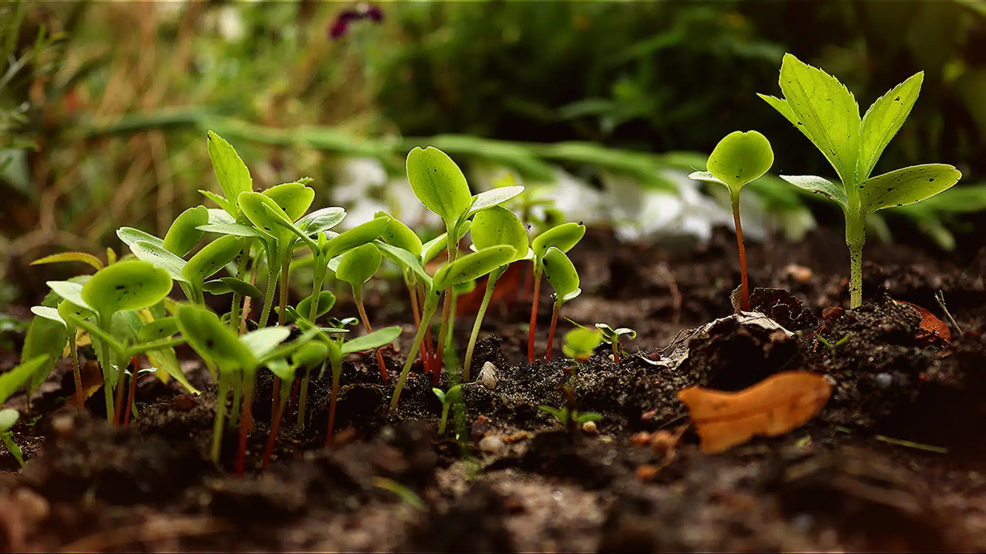 La permaculture : une manière de cultiver son jardin