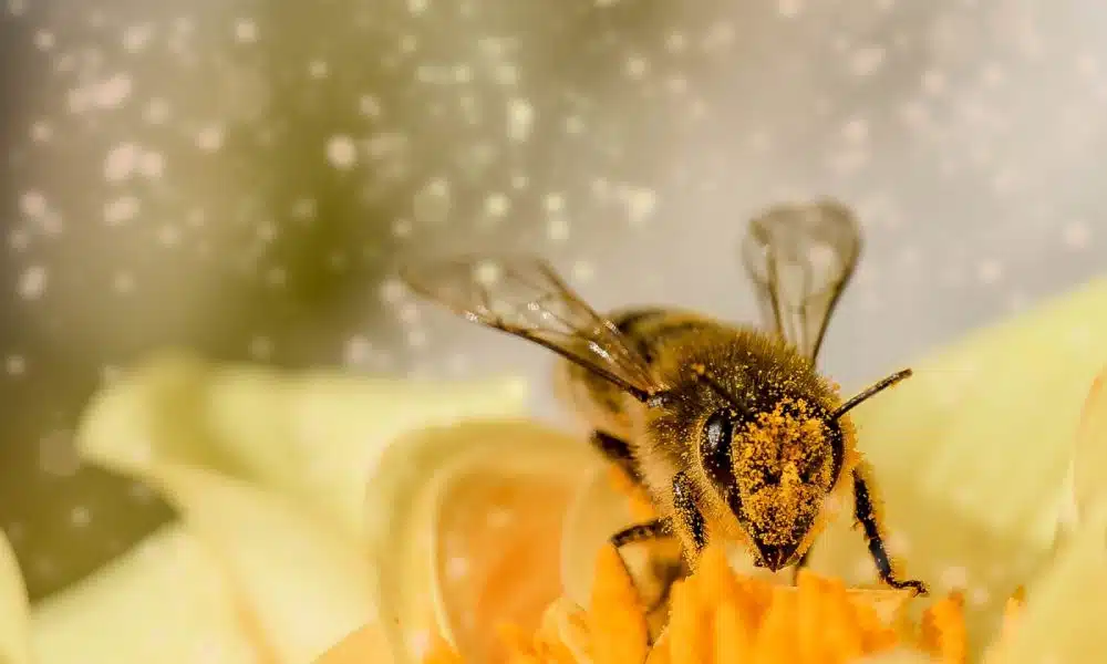 Pourquoi faut-il sauver les abeilles ?