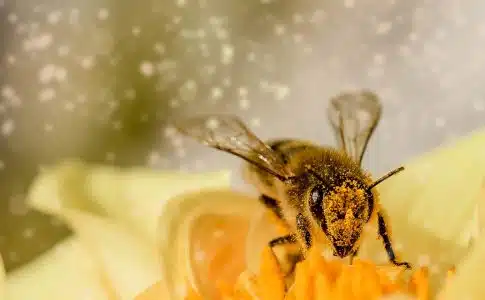 Pourquoi faut-il sauver les abeilles ?