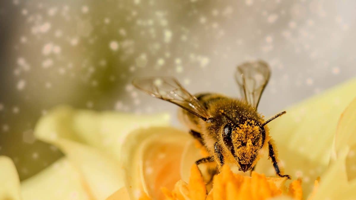 Pourquoi faut-il sauver les abeilles ?