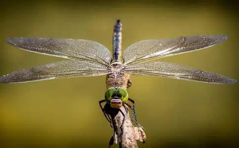 Que savoir sur les insectes à larves xylophages ?