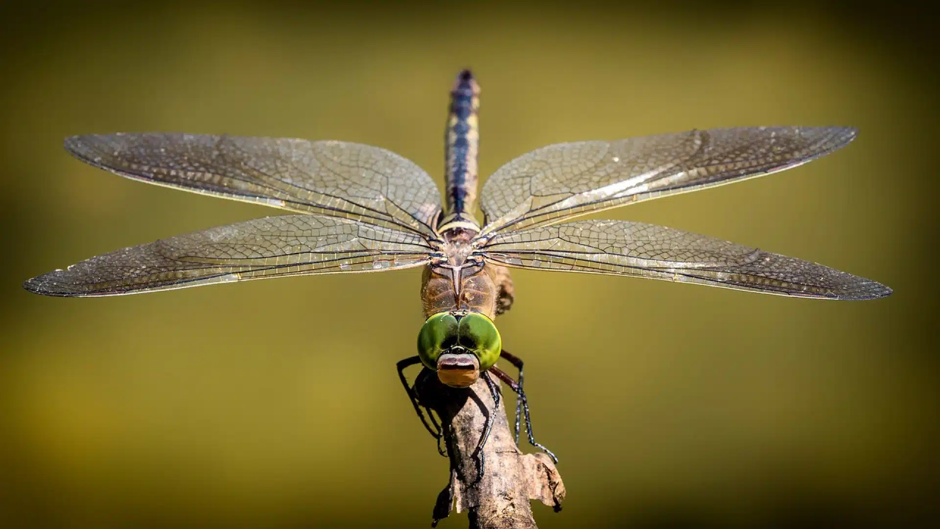 Que savoir sur les insectes à larves xylophages ?