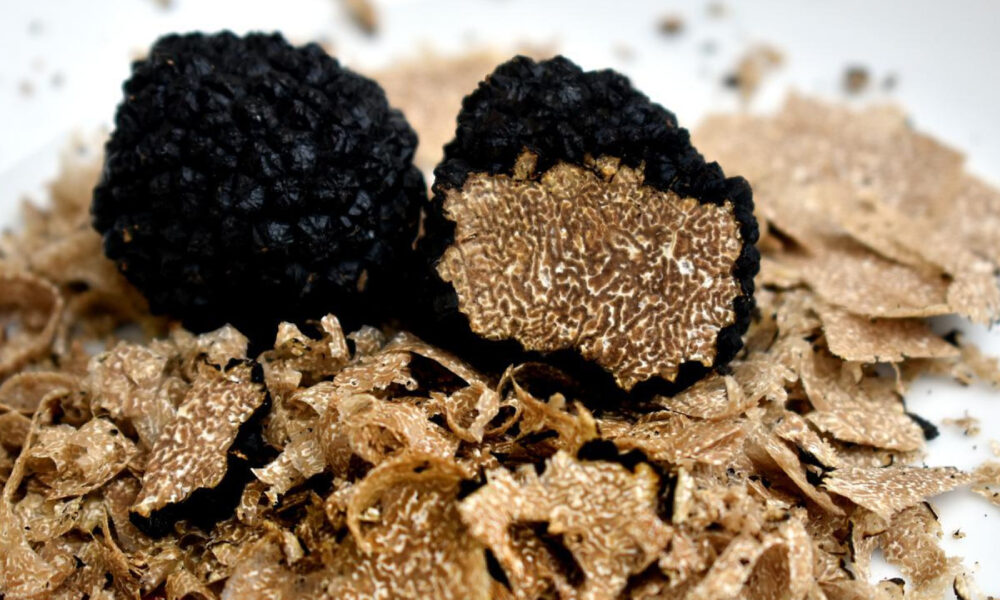 Truffes fraîches pour les fêtes, une expérience culinaire inoubliable !